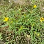 Bidens cernua leaf picture by M B (cc-by-sa)