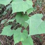 Ipomoea hederifolia leaf picture by Arvind Kulkarni (cc-by-sa)