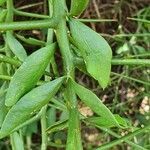 Balanites glabra leaf picture by susan brown (cc-by-sa)