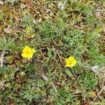 Taraxacum erythrospermum habit picture by Thomas Andreef (cc-by-sa)