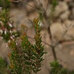 Erica multiflora leaf picture by Paul FRANCK (cc-by-sa)