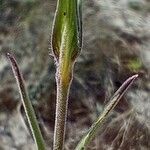 Silene conica leaf picture by Cédric Jankowiak (cc-by-sa)