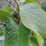 Datura metel leaf picture by Boualem Felfoul (cc-by-sa)