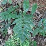 Anemia phyllitidis leaf picture by Silvestre Luis (cc-by-sa)