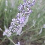 Lavandula angustifolia flower picture by RedDog. Frantz (cc-by-sa)