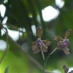 Vanda tessellata flower picture by Hugo SANTACREU (cc-by-sa)