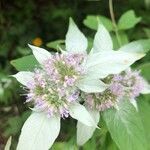 Pycnanthemum incanum flower picture by chase doane (cc-by-sa)