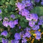 Ageratum houstonianum habit picture by Flore Helena (cc-by-sa)