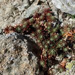 Saxifraga aretioides leaf picture by Fabien Anthelme (cc-by-sa)