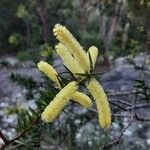 Acacia oxycedrus flower picture by Wayne Davis (cc-by-sa)