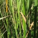 Typha domingensis leaf picture by F M (cc-by-sa)