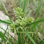 Cyperus eragrostis flower picture by Julien (cc-by-sa)