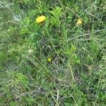 Hypochaeris maculata habit picture by Janos Balint (cc-by-sa)