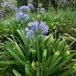 Agapanthus africanus flower picture by whyte damion whyte (cc-by-sa)