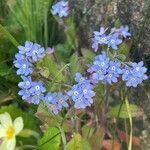 Myosotis alpestris habit picture by David Hocken (cc-by-sa)