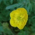 Ranunculus monspeliacus flower picture by Béatrice Escande (cc-by-sa)