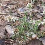 Thymus carnosus habit picture by Santoyo Javier (cc-by-sa)