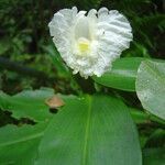 Costus arabicus flower picture by Renato Lima (cc-by-nc-sa)