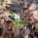 Myosotis stricta habit picture by Benjamin Bonnet (cc-by-sa)