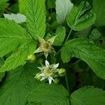 Rubus pensilvanicus flower picture by Michelle Bak (cc-by-sa)