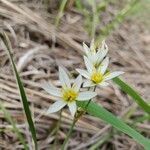 Nothoscordum bivalve flower picture by asem r (cc-by-sa)