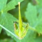 Geranium phaeum fruit picture by Francois Mansour (cc-by-sa)