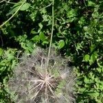 Tragopogon crocifolius fruit picture by jeclerencia (cc-by-sa)