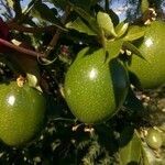 Passiflora edulis fruit picture by Jean-Christophe Lombardo (cc-by-sa)