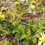 Tripleurospermum maritimum habit picture by Clara Wagner (cc-by-sa)