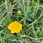 Ranunculus repens flower picture by Andrea Monaldi (cc-by-sa)