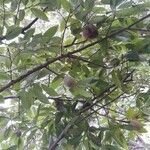 Annona reticulata habit picture by José Martí Rosales Rodríguez (cc-by-sa)