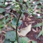 Erechtites hieraciifolius habit picture by Trap Hers (cc-by-sa)