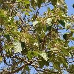 Paulownia tomentosa leaf picture by Christine Grevy (cc-by-sa)