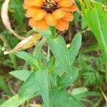 Zinnia peruviana habit picture by Trap Hers (cc-by-sa)