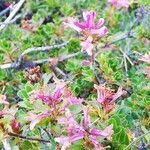 Rhododendron hirsutum habit picture by Clara Wagner (cc-by-sa)