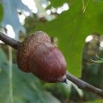 Quercus rubra fruit picture by Nadal Sergi (cc-by-sa)