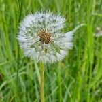 Taraxacum rubicundum fruit picture by Greg (cc-by-sa)