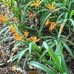 Crocosmia aurea flower picture by Rhinesha Dayanand (cc-by-sa)