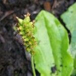 Plantago major fruit picture by Agnès decelle (cc-by-sa)