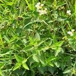 Lantana involucrata habit picture by Trap Hers (cc-by-sa)