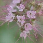 Hirtella racemosa flower picture by Ulf Mehlig (cc-by-sa)