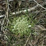 Boopis australis habit picture by Daniel Barthelemy (cc-by-nc)