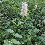 Agastache urticifolia flower picture by Darin Ramsey (cc-by-sa)