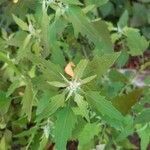 Chenopodium ficifolium leaf picture by Wouter Ooms (cc-by-sa)