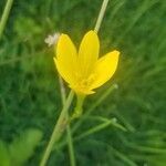 Zephyranthes citrina flower picture by Julio Sotero (cc-by-sa)