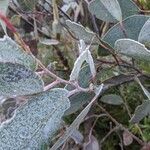 Eucalyptus pauciflora leaf picture by Pravin Kumar (cc-by-sa)