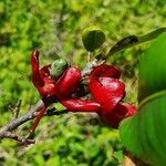 Ochna ovata fruit picture by susan brown (cc-by-sa)