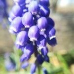 Muscari neglectum flower picture by darkplant (cc-by-sa)