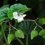 Begonia hirtella fruit picture by claire Felloni (cc-by-sa)