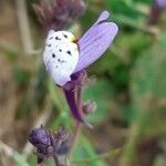 Linaria amethystea flower picture by Prieta Javier (cc-by-sa)